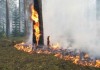 В Кыргызстане будет усилен контроль по соблюдению правил пожарной безопасности в лесах