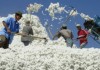 Фермеры юга не будут поспешно сдавать урожай хлопка, они намерены ждать повышения закупочной цены