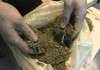 В селе Гроздь милиция изъяла 7 кг марихуаны