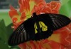 Выставка тропических бабочек в Бишкеке