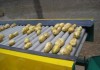 До середины декабря в Таласской области должен заработать завод по переработке картофеля