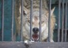 СЭЗ «Бишкек» восстановит зоопарк киргизского ВДНХ
