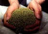 В Кыргызстане за два дня сотрудники ГСКН изъяли 7 кг марихуаны