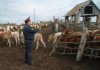 В Чуйском районе задержали скотокрадов