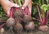 Для развития отечественной сахарной отрасли следует механизировать уборку свеклы – фермеры