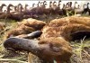 В Китае свирепствует птичий грипп