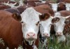 В Кыргызстане уделят особое внимание развитию животноводства
