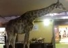 В ЮАР жираф сбежал из заповедника в ресторан. Видео