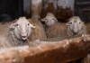 В Кыргызстане за последние пять лет снизилась заболеваемость коров и овец бруцеллезом
