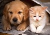 В 2013 году проведено более 1,6 млн обработок собак и кошек против эхинококкоза
