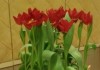 В Нидерландах презентован новый сорт тюльпана, который получил название «Президент Назарбаев»