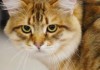 Кошки заразили людей опасной болезнью