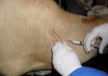 В Нарынской области вакцинировано более 7 тыс. голов мелкого рогатого скота против пастереллеза