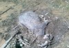 В Баткенской области сель унес 6 голов мелкого рогатого скота