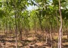 МЧС будет сажать фисташковые деревья и ореховые кусты для защиты от селей и оползней