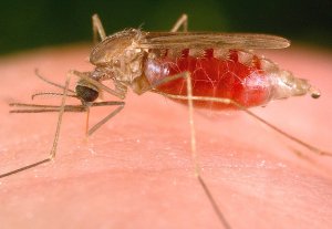 В Кыргызстане медики подведут итоги работы по борьбе с малярией