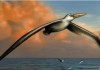 Найдены кости «самой огромной» летающей птицы в истории