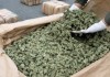 Сотрудники милиции изъяли у жителя Каракола более 20 кг марихуаны