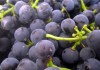 Финпол пресек ввоз в Кыргызстан 7 тонн контрабандного винограда и более 1 тонны кунжута