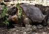 100-летняя черепаха умерла в Галапагосском национальном парке