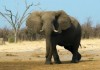 У африканских слонов лучшее обоняние на свете