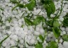 В Иссык-Кульской области градом уничтожено 13,5 га ячменя