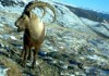 В Нарынской области пограничники поймали браконьера