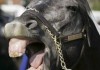 В Ошской области у домашней лошади обнаружили бешенство