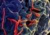 Япония выделит дополнительные средства на борьбу с лихорадкой Эбола
