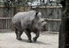 В мире осталось всего шесть северных белых носорогов