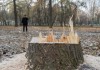 В жилом массиве «Ак-Тилек Турбаза» злоумышленники вырубали деревья