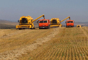 Минсельхоз опубликовал данные об уборке урожая в Кыргызстане