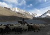 Фермеры Италии нанимают пастухов из Кыргызстана, чтобы поднять сельское хозяйство Сардинии