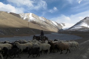 Фермеры Италии нанимают пастухов из Кыргызстана, чтобы поднять сельское хозяйство Сардинии