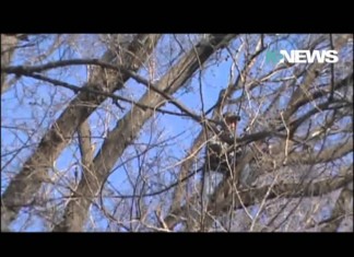 В Бишкеке развернули спецоперацию по спасению редкой птицы