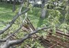 В Бишкеке на парня упала ветка дерева