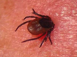 В Кыргызстане готовятся к сезону клещей