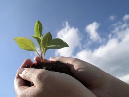 Минсельхоз Кыргызстана предлагает ввести временное ограничение на ввоз саженцев плодово-ягодных культур