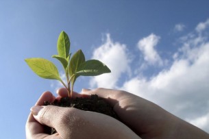 Минсельхоз Кыргызстана предлагает ввести временное ограничение на ввоз саженцев плодово-ягодных культур