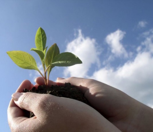 Минсельхоз Кыргызстана предлагает ввести временное ограничение на ввоз саженцев плодово-ягодных культур