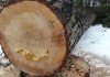 Госагентство лесного хозяйства: незаконная вырубка елей в ущелье Шамси подтвердилась