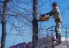 В Бишкеке продолжается санитарная обрезка деревьев