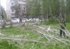 «Зеленстрой»: Вырубка деревьев в микрорайоне «Аламедин-1» – плановая