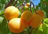 Кыргызстан может войти в тройку ведущих производителей абрикоса