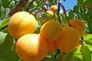 Экспорт абрикосов и персиков из Кыргызстана в Китай. Специалисты китайской таможни составят реестр садов КР по экспорту