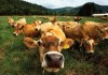 Австралийские учёные выяснили, о чём мычат коровы