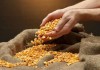 Из-за запрета Минсельхоза на экспорт 450 тыс. тонн зерна кукурузы сгниют на складах — Ассоциации кукурузоводов Кыргызстана