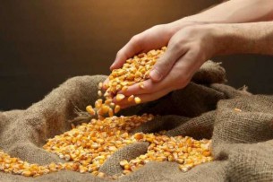 Россельхознадзор и представители Минсельхоза Кыргызстана обсудили факт выявления ГМО в кыргызских семенах кукурузы