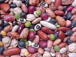 Кыргызстан ведет переговоры по экспорту фасоли на рынок Дубая