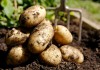 Премьеры Кыргызстана и Казахстана поручили проработать вопрос о снятии временного запрета на ввоз картофеля